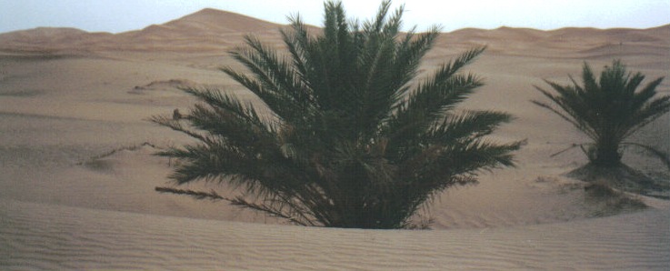 Maroko - Sahara - 8