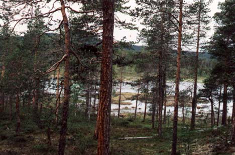 Národný park Lemmenjöki - 1