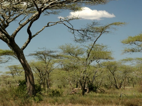 Tanzánia - Serengeti - 3