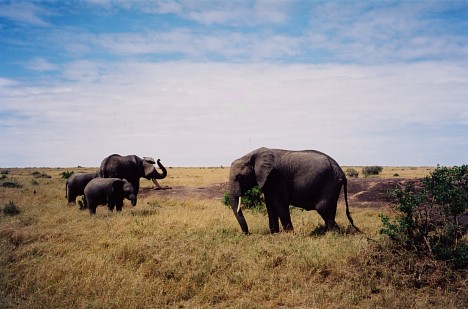 Národný park Amboseli - 2