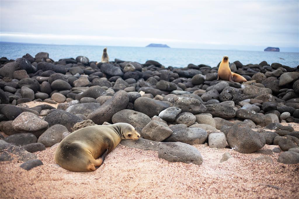 Sme na rovníku a Vy tu bežne viete plávať s tuleňmi. 
foto: Ľuboš FELLNER – BUBO