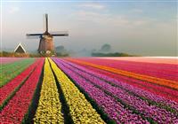 Holandsko - svetoznáma výstava kvetov Keukenhof a Amsterdam - 4