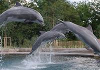 Show delfínov a ZOO v Norimbergu - 4