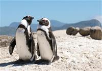 3x naj Afriky a all inclusive relax v Mozambiku 14 dní - Ohrozený druh tučniaka afrického si tu pokojne nažíva, zatiaľ čo ho z neďalekých vyhliadok pozorujú  - 4