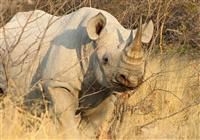 JAR, eSwatini a Lesotho - Kruger NP - vidieť nosorožca je vzácnosť. My však vieme, kam treba ísť. - 4