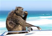 3x naj Afriky a relax na Zanzibare - Málokde sa Vám naskytne možnosť fotiť typickú africkú faunu pri mori alebo oceáne. Tu je to jednoduc - 4