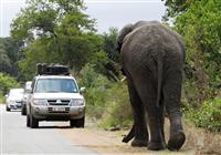 Safari v JAR, eSwatini, Lesotho a Zanzibar - Zvieratá v Krugerovom parku sú na prítomnosť áut zvyknuté a blízke stretnutia sú tu veľmi časté - 2