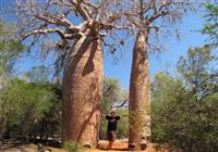JAR, Lesotho, eSwatini a Madagaskar - Les baobabov Reniala pri mestečku Ifaty na juhozápade krajiny - 4