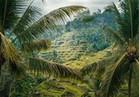 Jáva, Bali Deluxe - Ikonické ryžové terasy na Bali.
foto?: Martin ŠIMKO — BUBO - 2