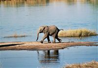 Chobe NP - v tomto národnom parku je najväčšia hustota slonov v Afrike