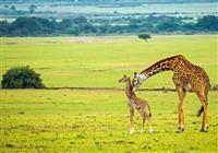 Safari - Otvorená savana, v ktorej sa potulujú stáda antilop, gepardy, levy, kde rastú ostnaté akácie, ktoré  - 2