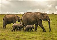 Safari - Masai Mara je len naša. Hľadáme stáda slonov potulujúce sa savanou - 3