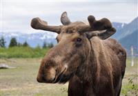 Aljaška, Yukon - volanie divočiny - 2020 - Aj o takýchto stretnutiach je naša cesta Aljaškou - 4