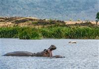 Keňa - safari a oceán (13 dní) - 2020# - Lake Nakuru - Hroch obojživelný je najnebezpečnejšie zviera Afriky - 4