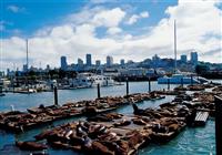 Najznámejšie mestá USA - San Francisco - kolónia uškatcov na móle 39 - 4