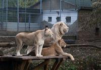 Nyíregyháza - Animal park - 500 druhov zvierat za jeden deň - Maďarsko 3 - 4
