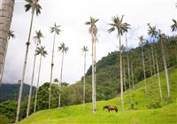 Ekvádor - Galapágy a Kolumbia 2021 - Najvyššie palmy sveta. Sú 3x vyššie ako tie v Dubaji a 2x vyššie ako tie na Bora Bora. foto: archív  - 4