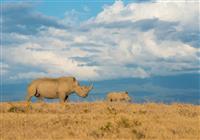 Nosorožce patria k najohrozenejším zvieratám Afriky a venuje sa ich ochrane mimoriadna pozornosť. Ve