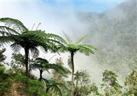 Komodo, Lombok, Flores, Rinca, Gili, Bali - 2021 - Bujná vegetácia nás sprevádza po dlhú časť treku.
foto?: Robert TARABA — BUBO - 2