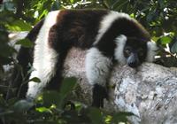 Madagaskar - kráľovstvo lemurov a Mórica Beňovského - 3