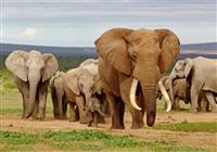 Kruger national park - stáda slonov sú tu bežné