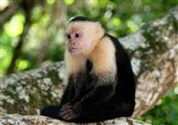 Panama a zlatá Kostarika - Makaky sú jedným z mnohých druhov opíc, ktoré tu žijú voľne v prírode - 2