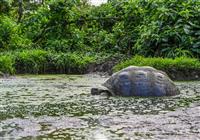 Chimborazo a Galapágy - Okolo nás je zeleň a my dávame pozor, aby sme nezrazili korytnačku obrovskú – na tomto ostrove sa ic - 4