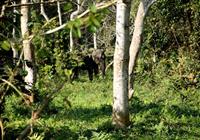 Nameri je malý ale zaujímavý park. Je tu najväčšia koncentrácia divých slonov indických. Hľadajte ic
