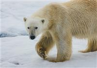 Ruská Arktída (Nová Zem a Zem Františka Jozefa) - Ikononickým zvieraťom Arktídy je ľadový medveď. Globálne otepľovanie im radikálne zmenšuje ich život - 2
