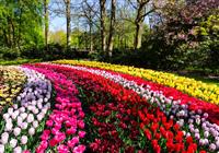 Květinový park Keukenhof s návštěvou Amsterdamu - 4