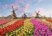 Kouzelné Holandsko a květinové korzo letecky - HOLANDSKO - 3