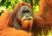Grand tour Indonésií – Sumatra, Jáva, Bali - Portrait of male Sumatran orangutan - 4