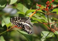 V tesnom susedstve pralesa Jozani sa nachádza chovná stanica na motýle. Vnorte sa medzi ne a obdivuj