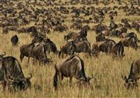 Keňa - safari a oceán (13 dní) - Masai Mara - začíname na safari. Masai Mara je miesto, kde sa odohráva najväčšia migrácia zvierat na - 3