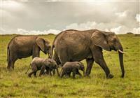 Keňa - safari a oceán (13 dní) - Masai Mara - Slonia rodinka na pochode - 4