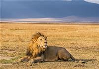 Masai Mara - Majestátny kráľ savany