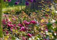  - Jednodňový poznávací zájazd - Výstava kvetov a záhrad v Tullne