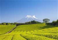 Exkluzívne Japonsko s Ľubošom Fellnerom - Prejdeme sa čajovou plantážou v oblasti okolo mesta Šizuoka. 
Foto: BUBO archív - 2