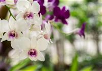 Výstava orchideí vo Viedni - 3