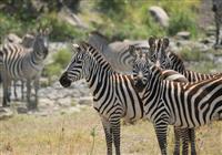 Zanzibar - Luxusné safari v NP Ngorongoro a Tarangire s pobytom pri mori - safari v tanzánii, jeep zebry, levy, žirafy - 2