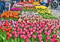 3-dňový zájazd do Holandska s návštevou kvetinovej výstavy - 3