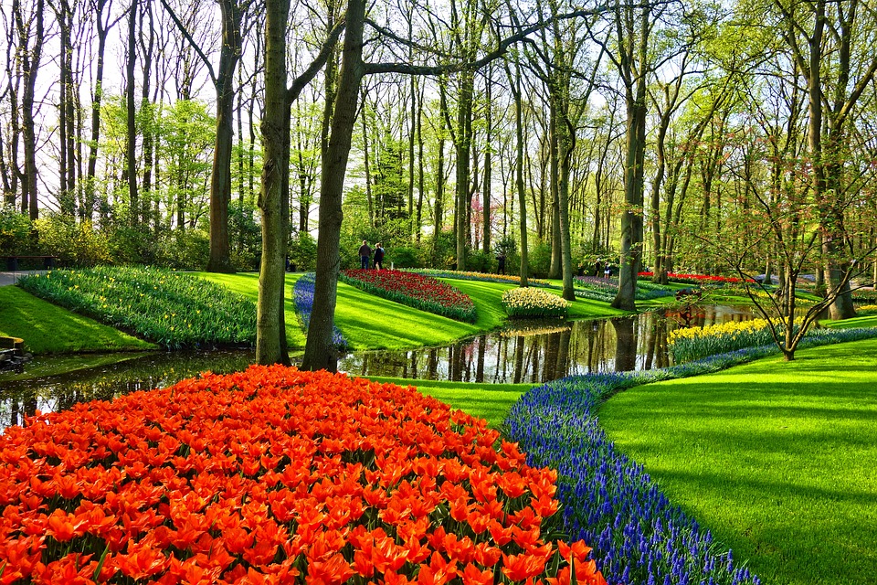 7 miliónov tulipánov v Amsterdame