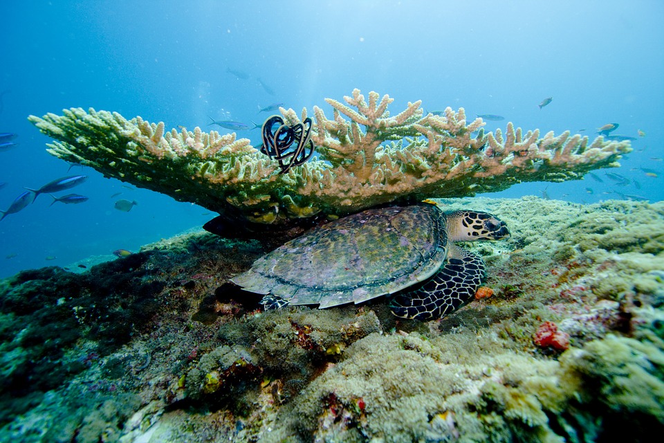 Maledivy - bohatý podmorský svet